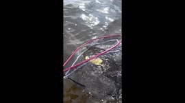 Couple Rescue and Raise A Lost Gosling