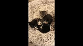 Seventh Kitten Has Perfect Timing