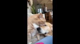 Cat Cleans Dogs Face