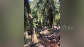 Smart farmers move coconuts in man-made waterways