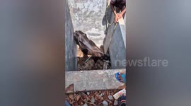 Social worker resque a cow fallen into the septic tank on Central India