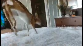 Adorable baby deer gets zoomies on rescuer's bed before leaping off