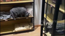 Smart cat steals pet food home from store next door