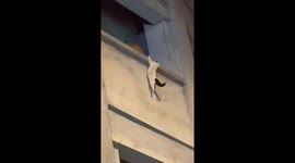 Heroic moment as men catch feline falling from height by raising a chair