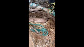 Sound on: termites make fascinating rattle sound when they shake together