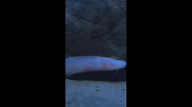 Blind cavefish species discovered in S China underground stream