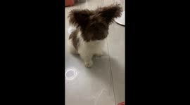 Puppy with giant fluffy ears learns how to eat from bowl