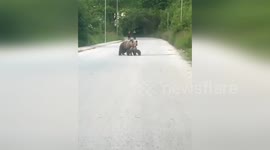 North Macedonia: Bear and Cubs Caught on Camera in Mavrovo