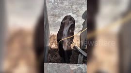 Bull rescued from septic tank in central India