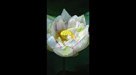 Tri-color lotus flower discovered in SW China