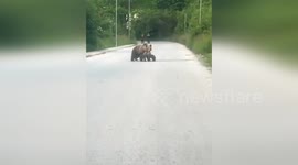 Mother bear and cubs play in the middle of road