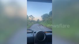 Wild boars herd large group of piglets across UK road