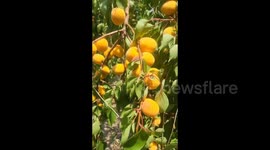 China: An Ecological Plantation in Lianyungang