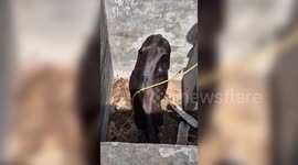 India: Bull rescued from septic tank