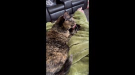 Cat Perturbed By Goofy Licking Sounds