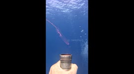 Bizarre-Looking Jellyfish