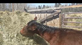 A close up of a horse eating with variable speed from fast to slow and Happy Days flashing on the screen