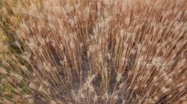 China: Ripening Wheat in Yancheng