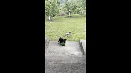 Schnauzer Wrestles Balloon