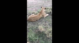 Would you go on a safari and be this close to these lions? They definitely would!