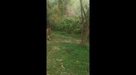 Interacting with animals after being rescued under conservation programs