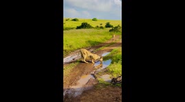 Grab your bottle of water and join this wild lion in Nairobi