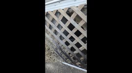 Huge Wasp Nest Removal