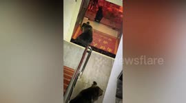 Bears break into hotel searching for food in Tibet