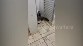Baby alligator found in hotel toilet in Brazil