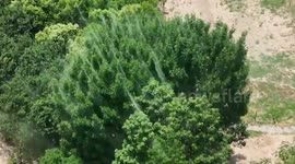 Millions of mosquitoes swarm around trees creating a smoke tornado effect