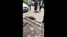 Peacock shelters her babies from crowds on university campus