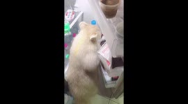 Thirsty pet raccoon raids fridge for a fizzy drink