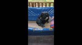 Pampered pet bulldog has massage while cooling off on sofa