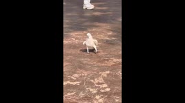 Cockatoo mesmerises crowd with rhythmic dance at Chinese theme park