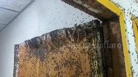 Nightmare scene as thousands of bugs invade home in Thailand