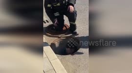 Ducklings trapped in drain rescued by firemen in Russia