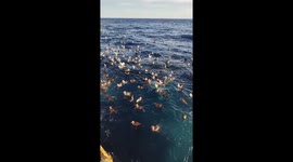 Sea of majesty: the gathering of albatrosses