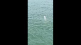 Endangered dolphins spotted in S China