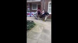 XL Bully Dogs from killing people, to each other. RIP to this poor dog.