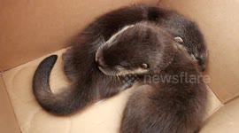Villagers save two baby otters abandoned by mother in pond
