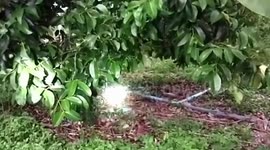 Cannibal king cobra devours smaller cobra in Thai forest
