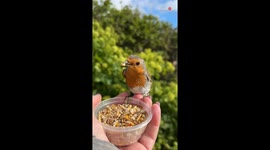 Woman's long-term commitment earns her a front-row seat to a display of avian affection