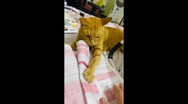 Cat vs. book: feline sabotage caught on camera