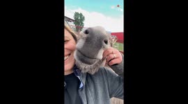 Adorable donkey living its best life at an animal rescue in Romania