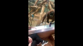 An orangutan at the Louisville Zoo gets curious about someone’s makeup bag and points to the bag wanting it to be opened