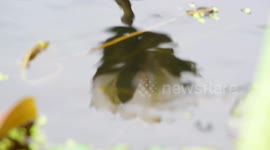 China: Water Lilies Bloom at A Lotus Pond in Yancheng