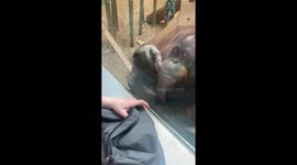 An orangutan at the Louisville Zoo points to someone’s hand sanitizer asking them to put it on, and when the person puts on the hand sanitizer the orangutan gets comfortable and watches closely