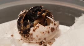 Captive bred Baby Hermann's Tortoise Hatching from Egg, Hampshire, UK