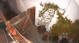 Mountain lion roams through homes in Milpitas, California