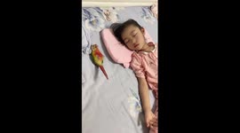 Pet parrot and girl sleep peacefully next to each other